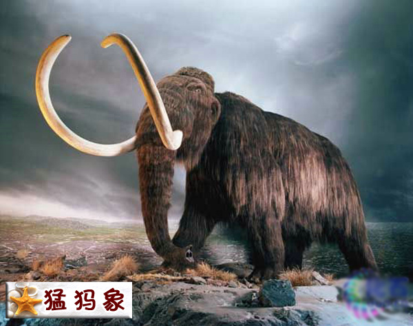 猛犸象.jpg