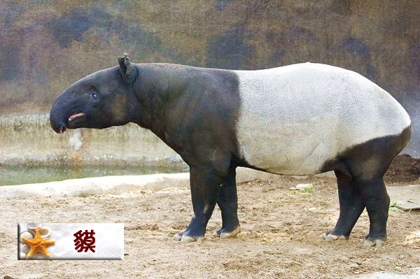 貘.jpg