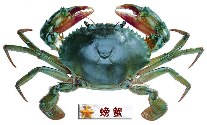 螃蟹.jpg