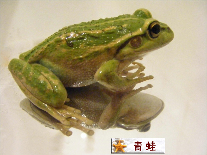 青蛙.jpg