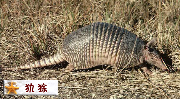 犰狳.jpg