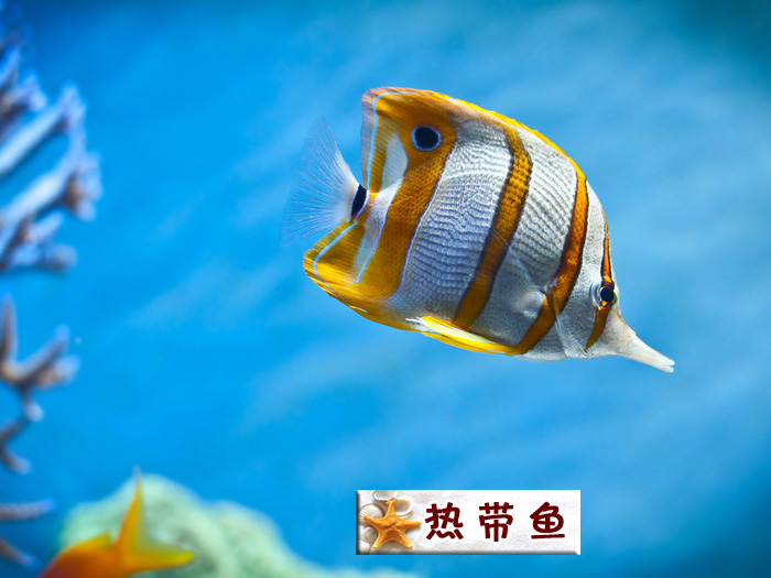 热带鱼.jpg