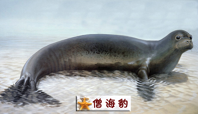 僧海豹.jpg