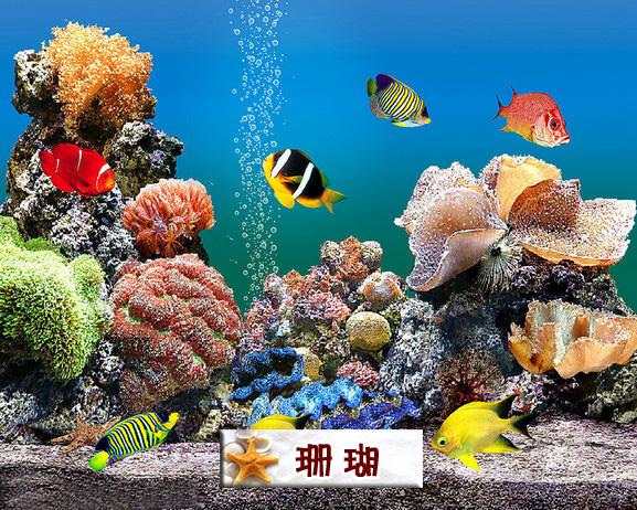 珊瑚.jpg
