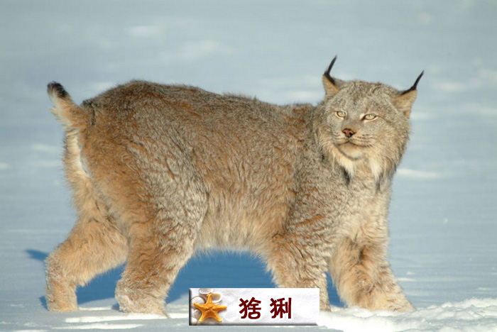 猞猁.jpg