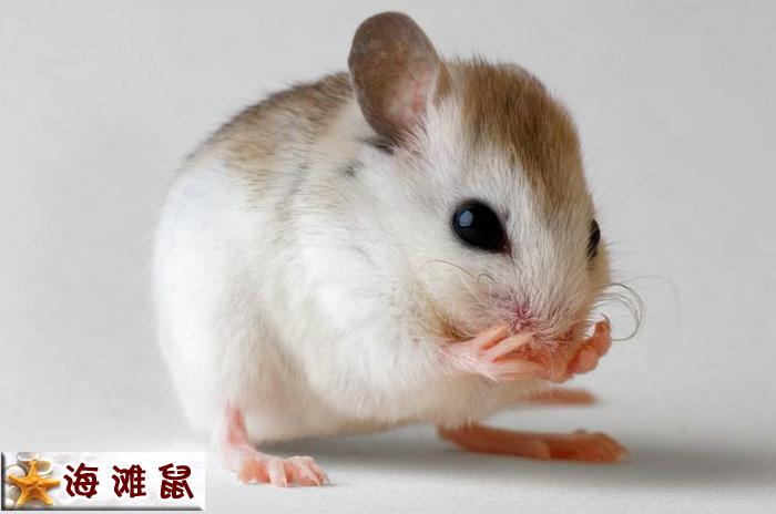 圣安德鲁海滩鼠.jpg