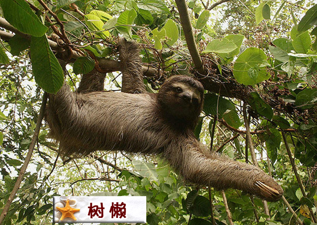 树懒.jpg