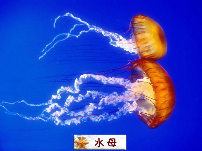 水母.jpg