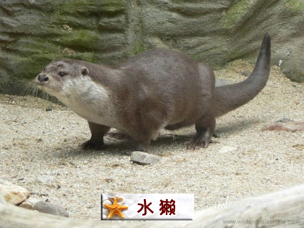 水獭.jpg