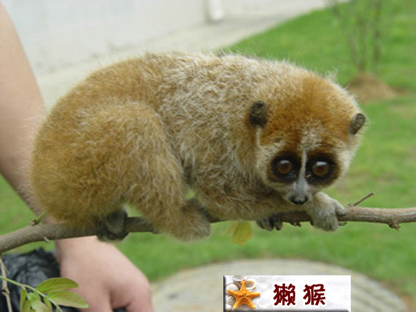 獭猴.jpg