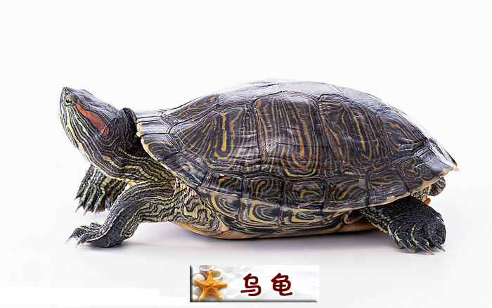 乌龟.jpg