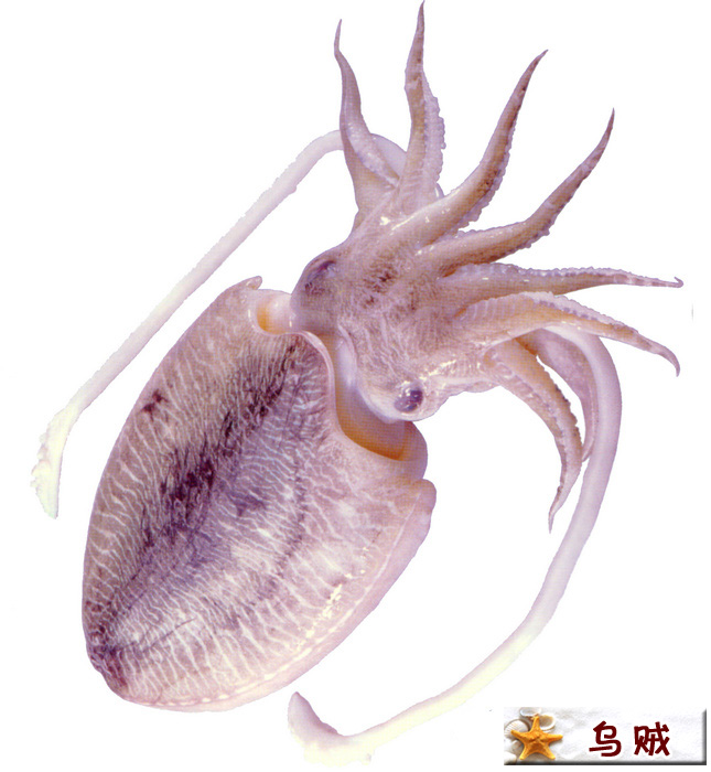 乌贼（墨鱼）.jpg