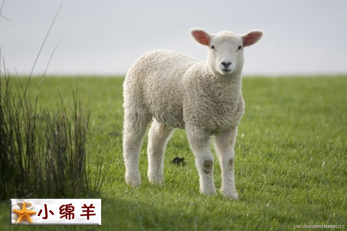 小绵羊.jpg