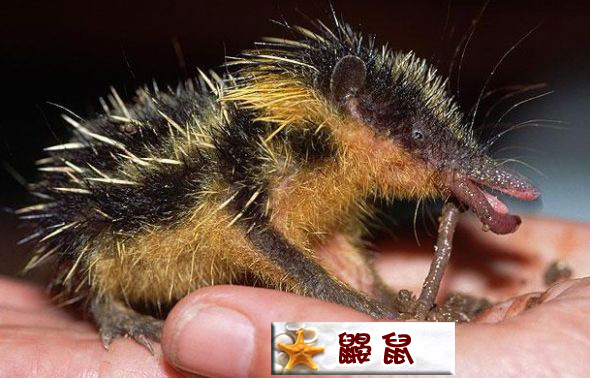 鼹鼠.jpg