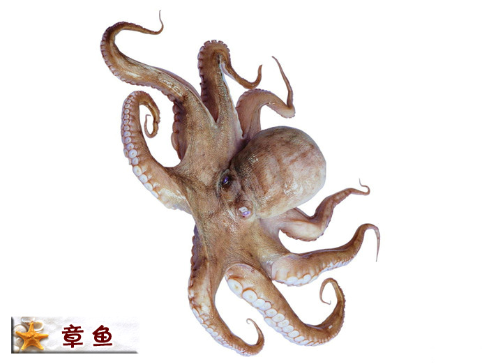章鱼.jpg