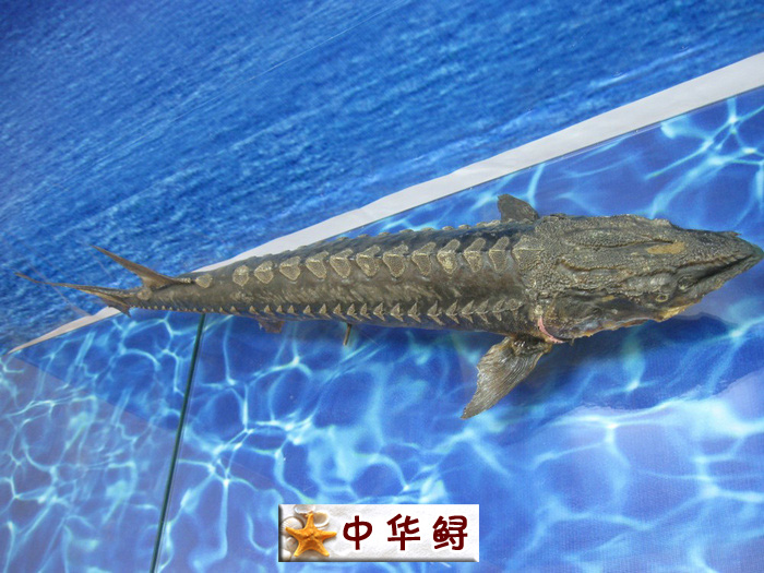 中华鲟.jpg