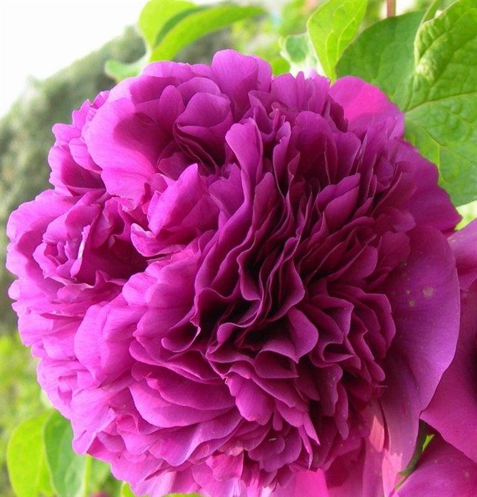 21980270_2.jpg