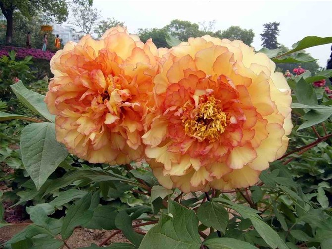 21980270_15.jpg