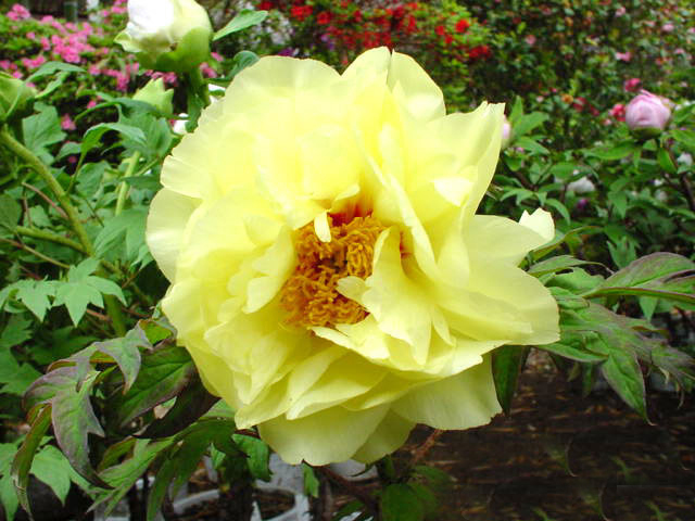 21980270_24.jpg