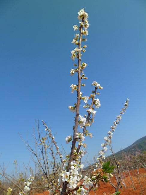李花（9）.JPG