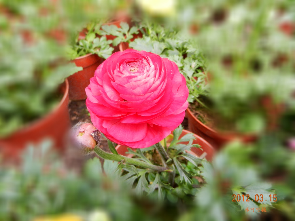 201204250815027516-2054772.jpg
