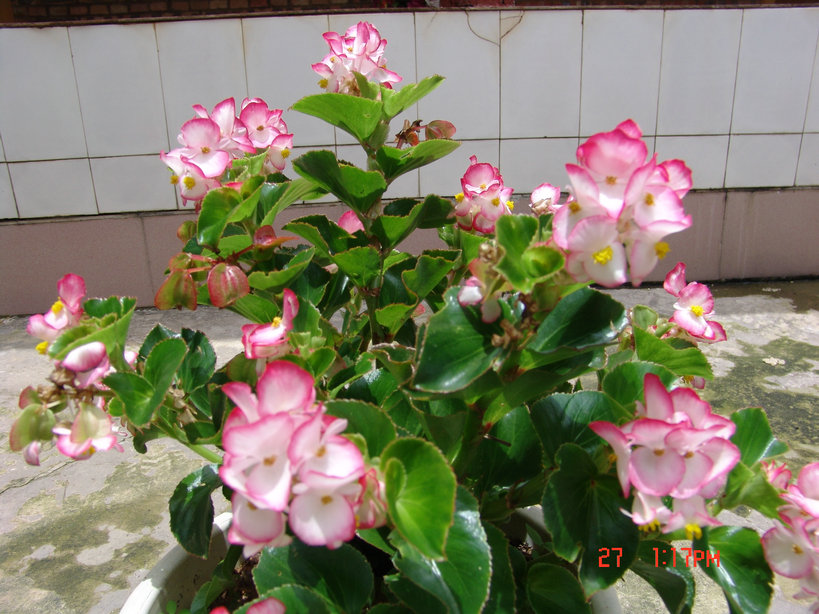 1206271436ee08ac07f77b86ff.jpg