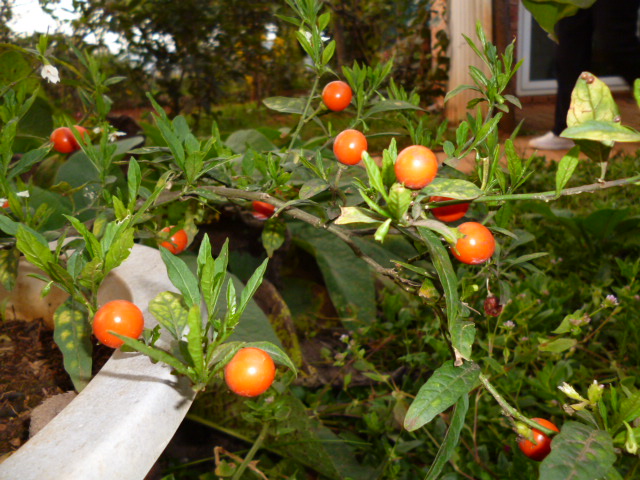 201212b8fbp116bzg6cw7f.jpg