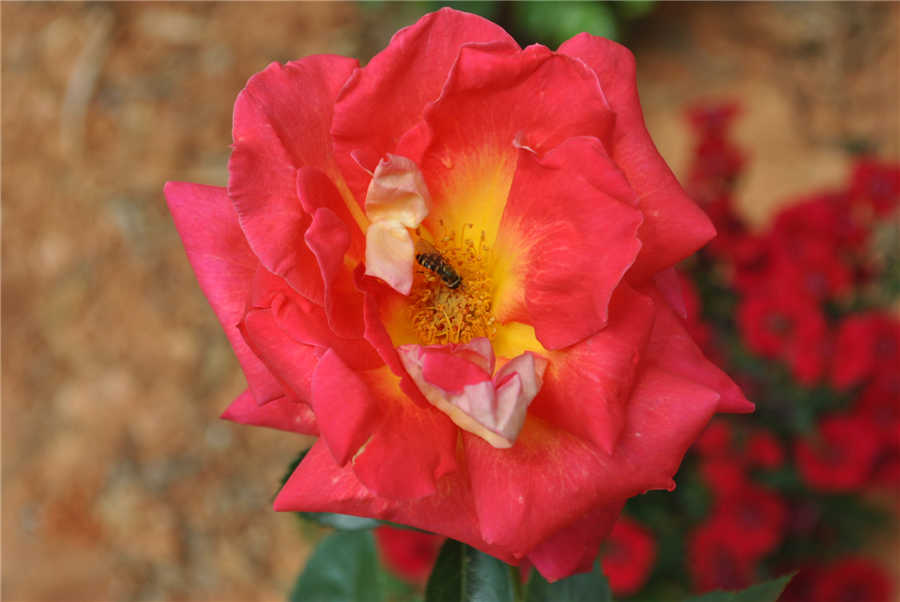 230242stoopvwltz3gzrzt.jpg