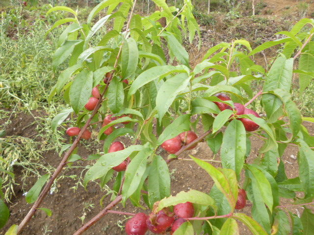 P1270753.JPG