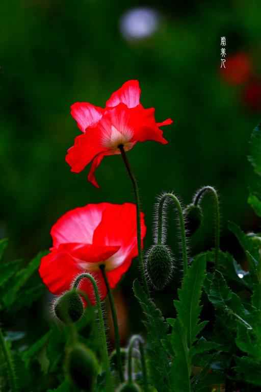 26539354_1.jpg