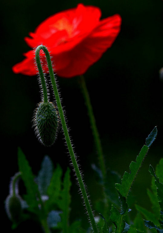 26539354_10.jpg
