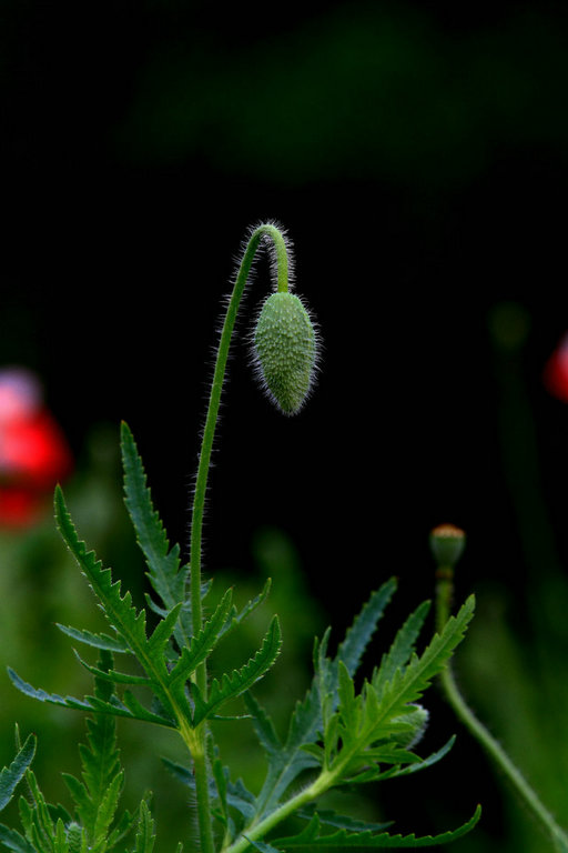 26539354_12.jpg