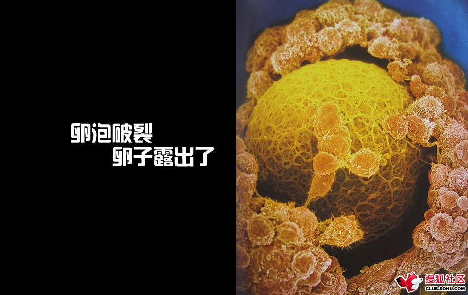 ѵһӽǵ ͼ˵ȫ -  - ֵĲ8.jpg