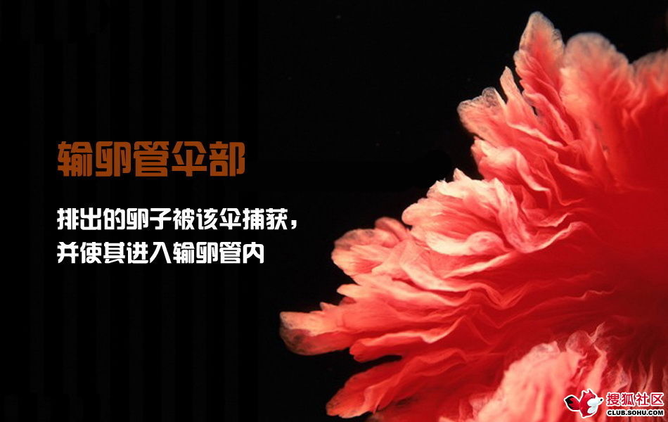 ѵһӽǵ ͼ˵ȫ -  - ֵĲ11.jpg