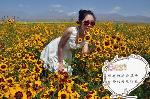 雪菊.jpg