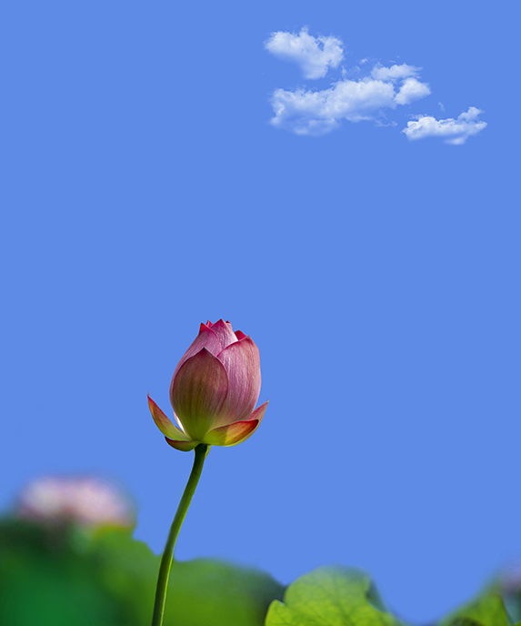 2013081712531653165.jpg