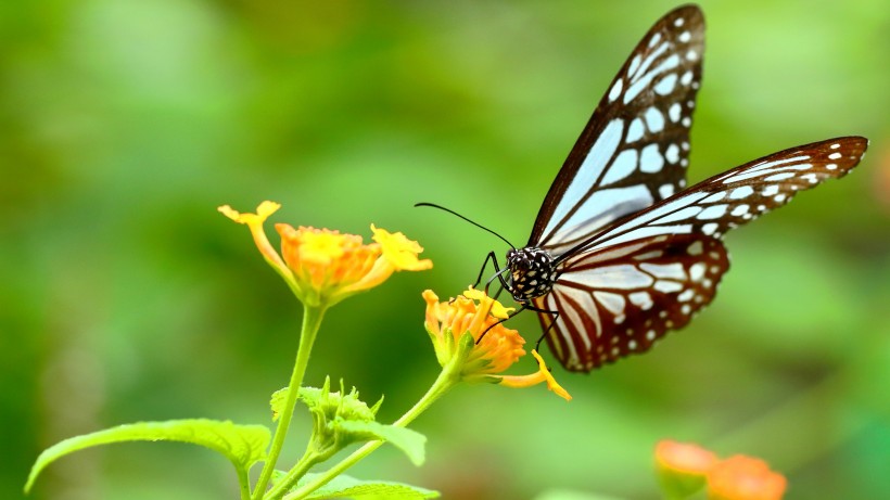 butterfly-010.jpg