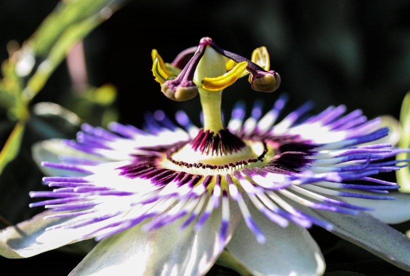 xifan_lotus-007.jpg