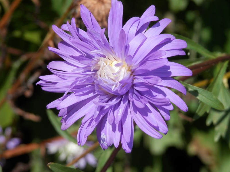 cuiju-001.jpg