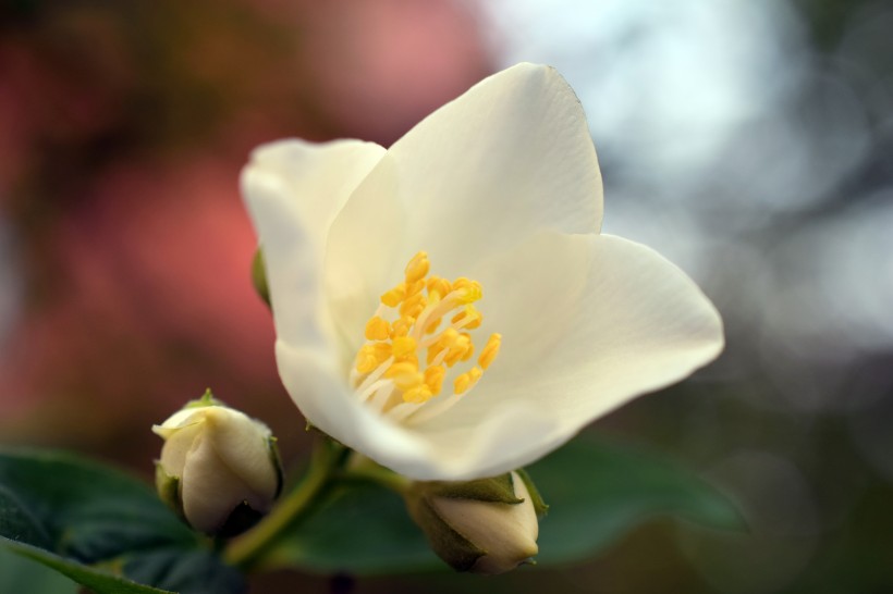 molihua-007.jpg