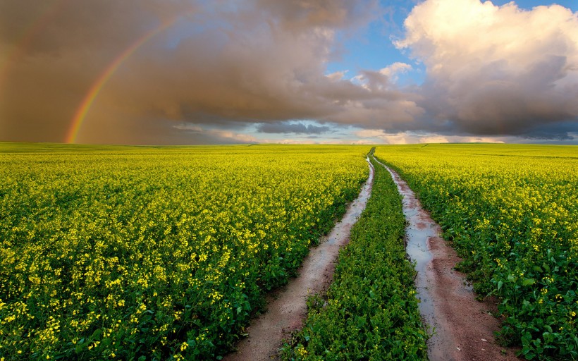rainbow-007.jpg