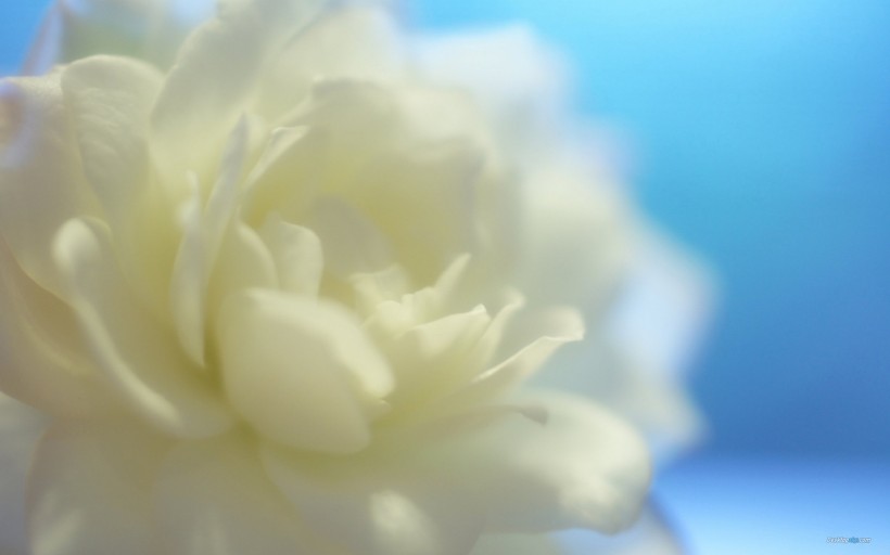 chunjie_gaogui_de_baimeigui-012.jpg