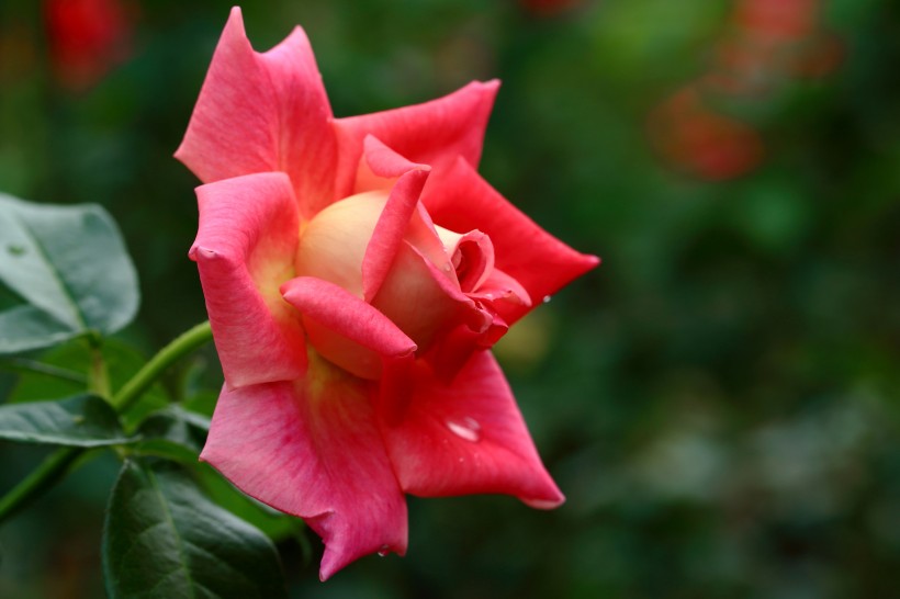 rose (2).jpg
