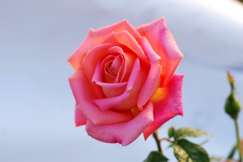 rose.jpg