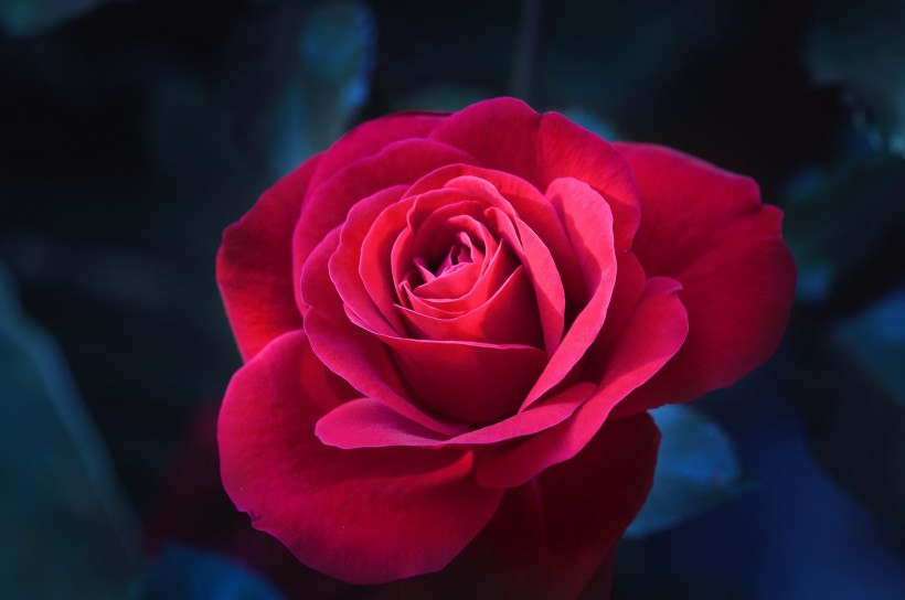 rose-001.jpg