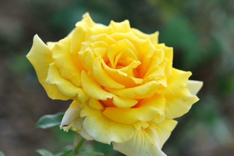 rose-003 (1).jpg