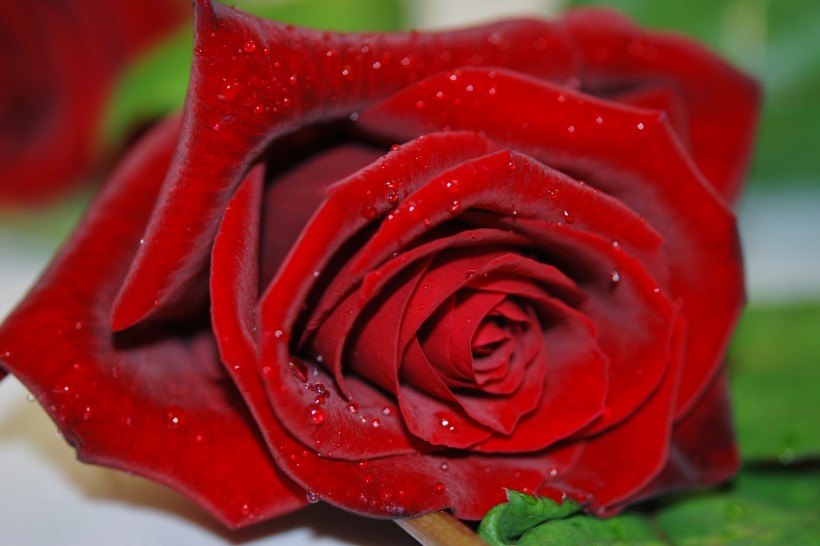 rose-002.jpg