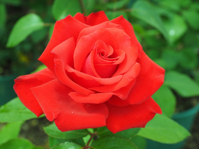 rose-003.jpg