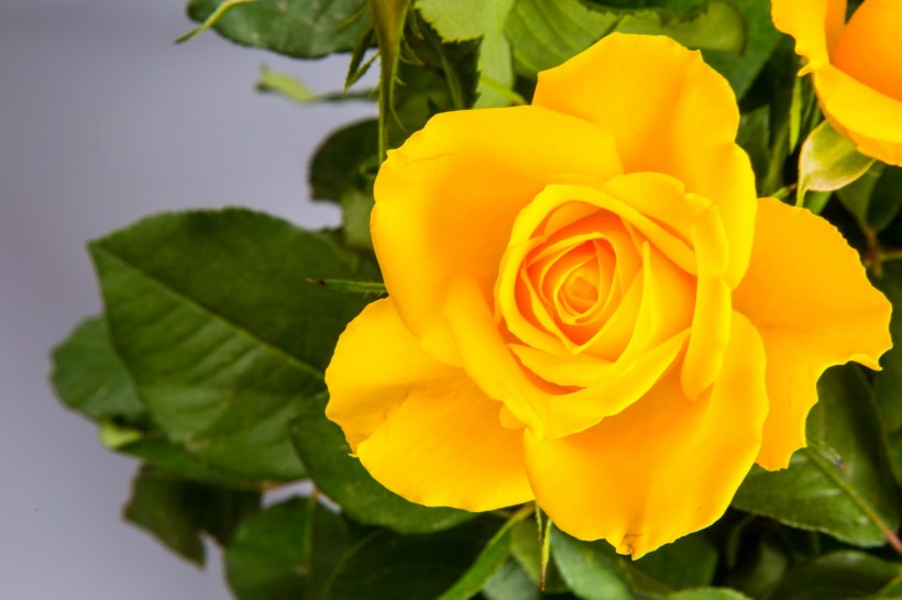 rose-006 (1).jpg