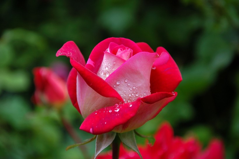 rose-006.jpg